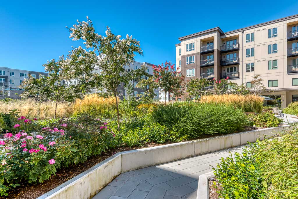 Landscaped courtyard with flower beds, shrubs, and trees, surrounded by modern multi-story apartment buildings under a clear blue sky—an inviting retreat at MorningStar Senior Living Hillsboro for vibrant retirement living.